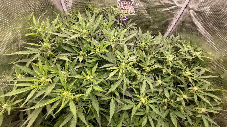 Gorilla Cookies Auto. Week 9