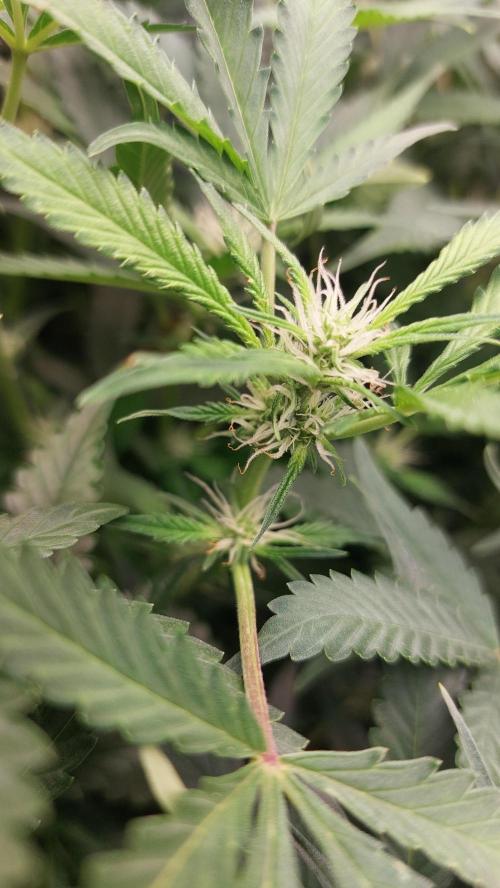 Gorilla Cookies Auto. Week 9