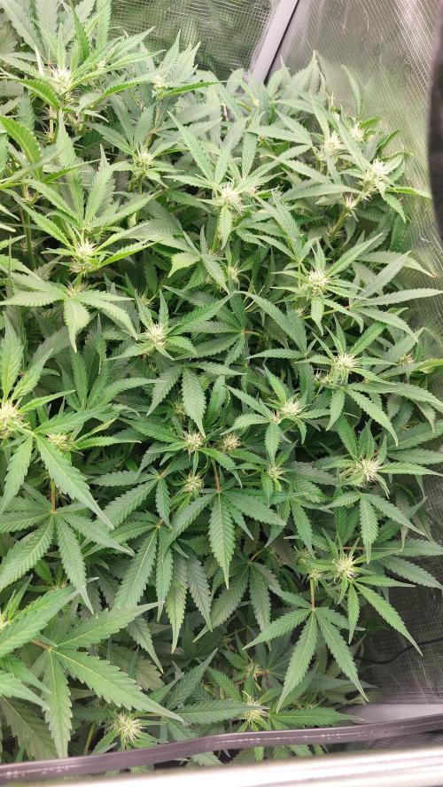 Gorilla Cookies Auto. Week 9