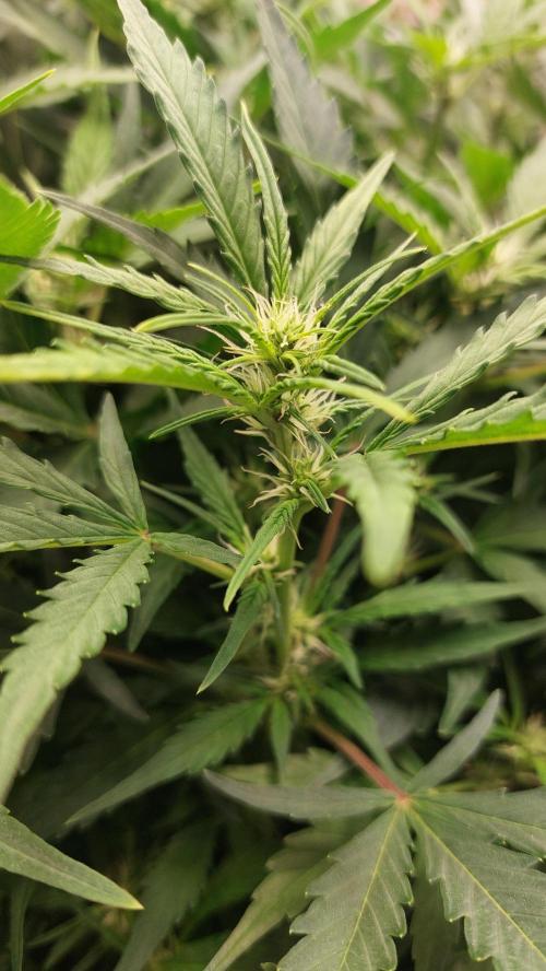 Gorilla Cookies Auto. Week 9