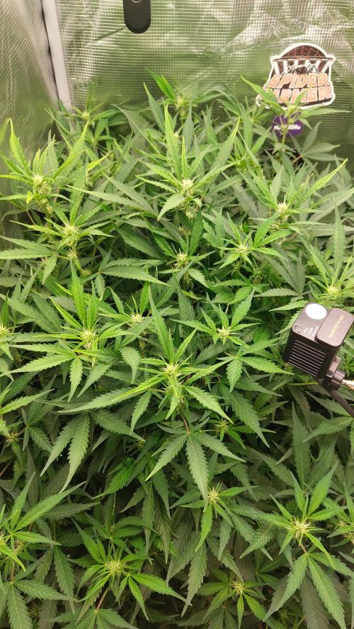 Gorilla Cookies Auto. Week 9