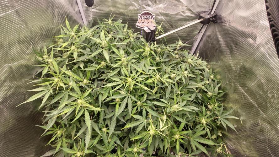 Gorilla Cookies Auto. Week 9