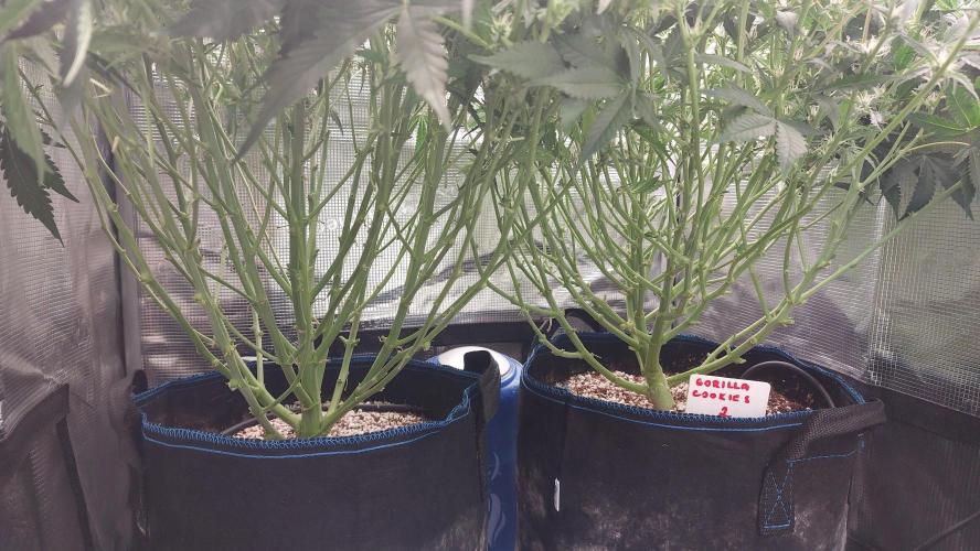 Gorilla Cookies Auto. Week 9