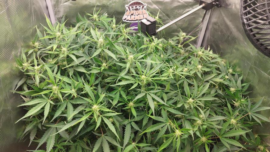 Gorilla Cookies Auto. Week 9