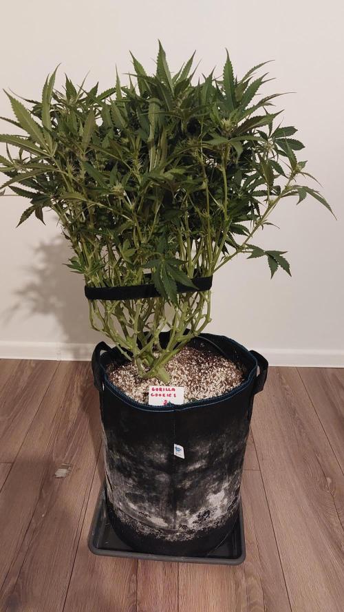 Gorilla Cookies Auto. Week 9