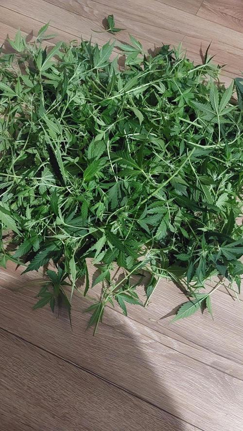 Gorilla Cookies Auto. Week 9