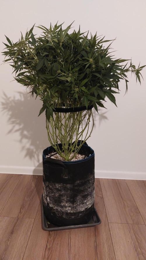 Gorilla Cookies Auto. Week 9