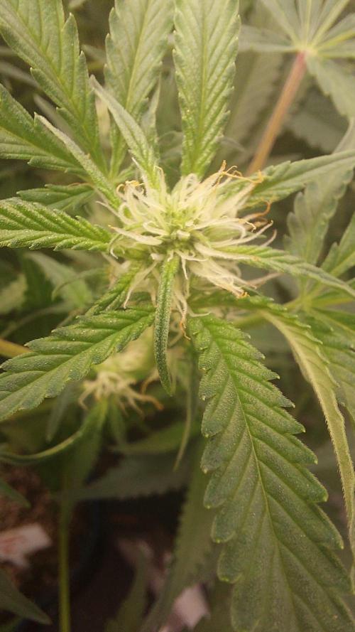 Gorilla Cookies Auto. Week 9