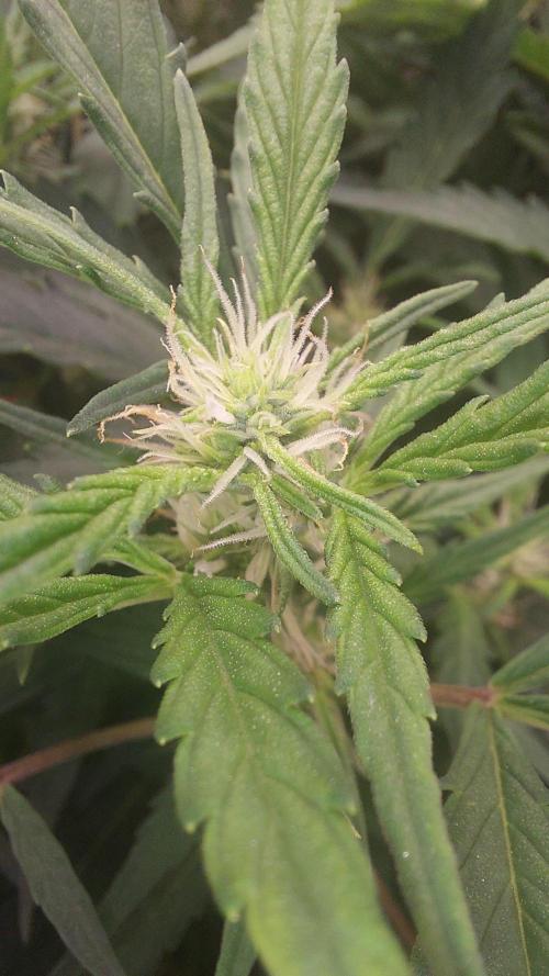 Gorilla Cookies Auto. Week 9