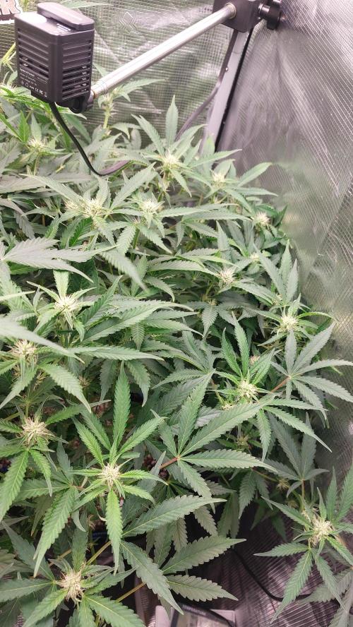 Gorilla Cookies Auto. Week 9