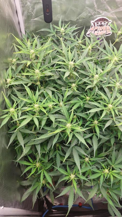 Gorilla Cookies Auto. Week 9