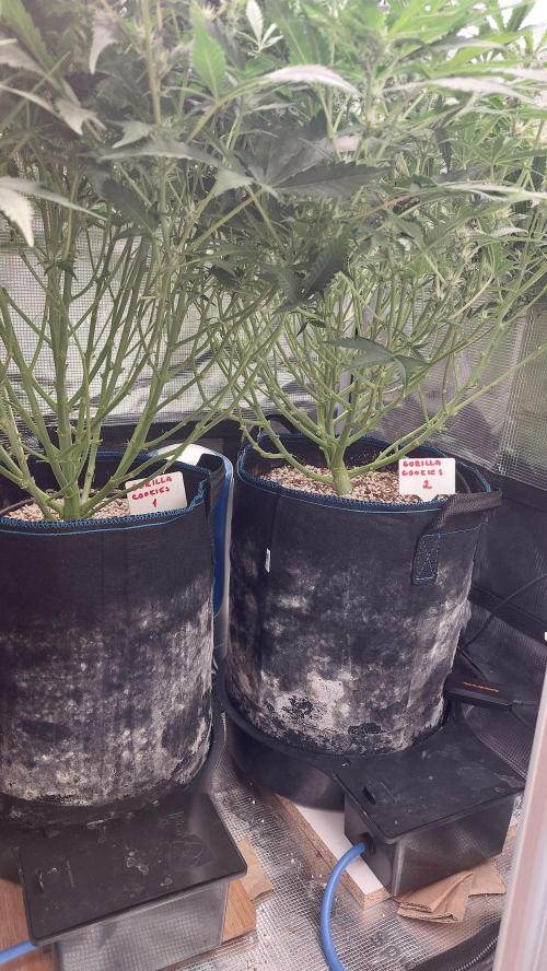 Gorilla Cookies Auto. Week 9