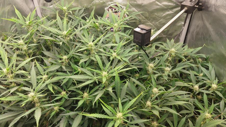 Gorilla Cookies Auto. Week 10