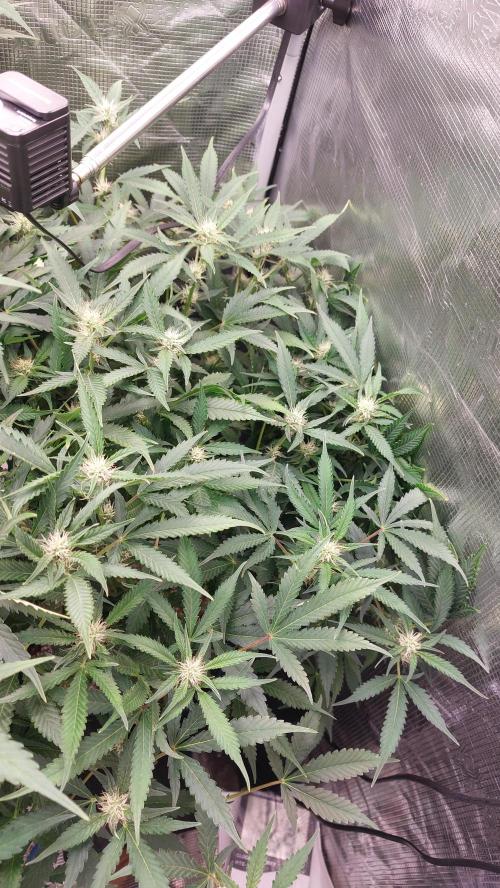 Gorilla Cookies Auto. Week 10