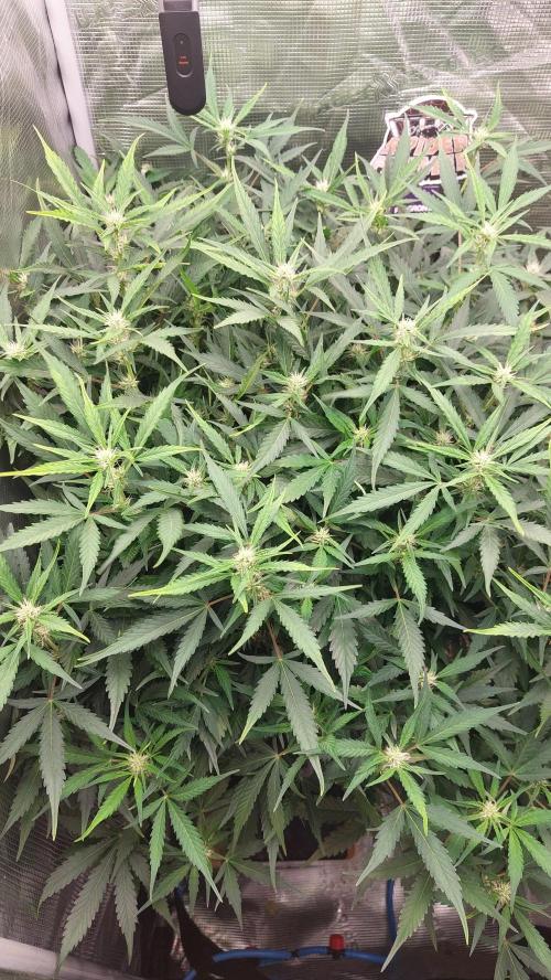 Gorilla Cookies Auto. Week 10