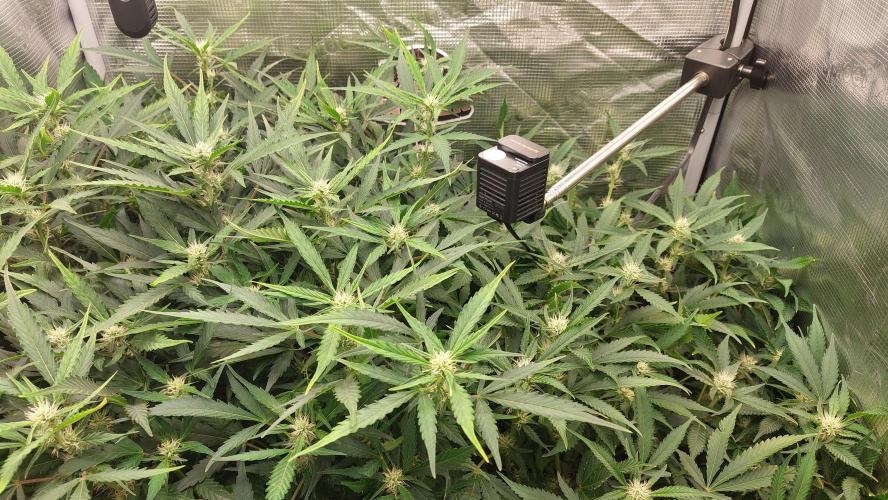 Gorilla Cookies Auto. Week 10