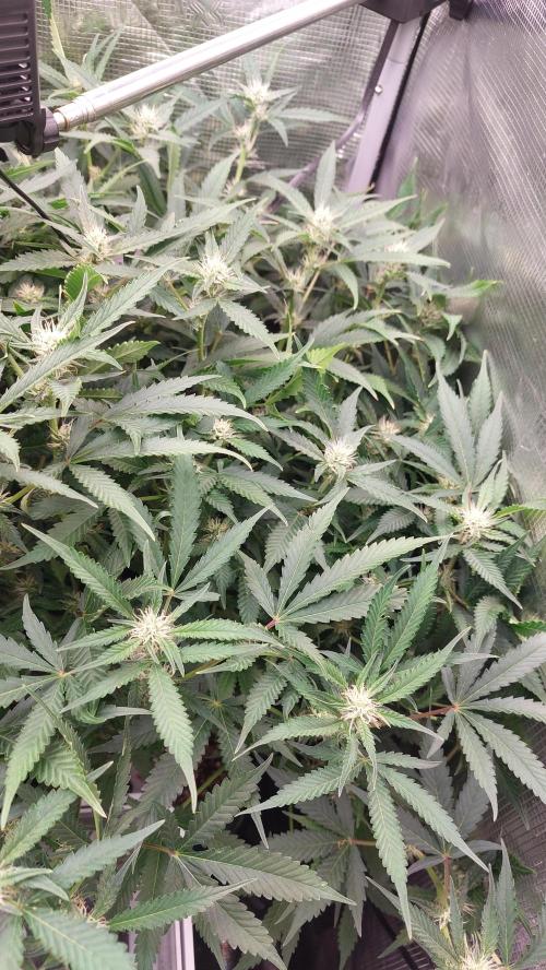 Gorilla Cookies Auto. Week 10