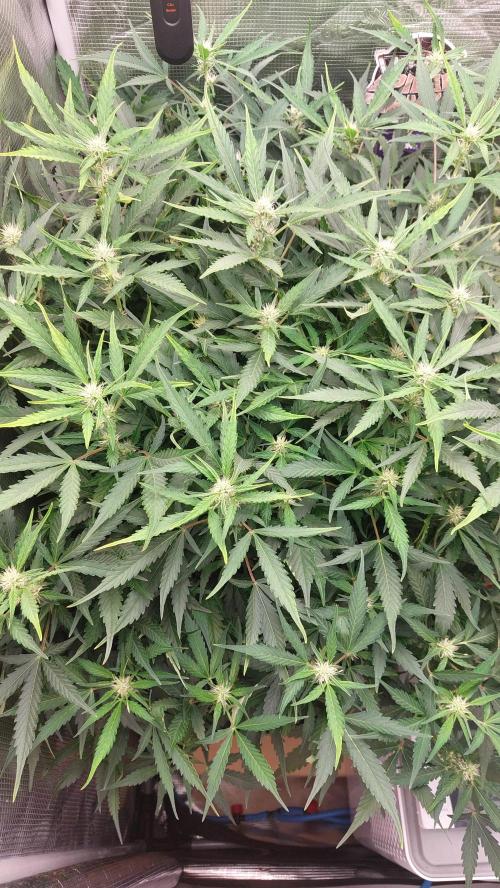 Gorilla Cookies Auto. Week 10