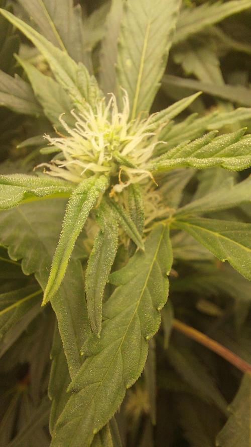 Gorilla Cookies Auto. Week 10