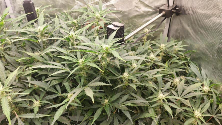 Gorilla Cookies Auto. Week 10