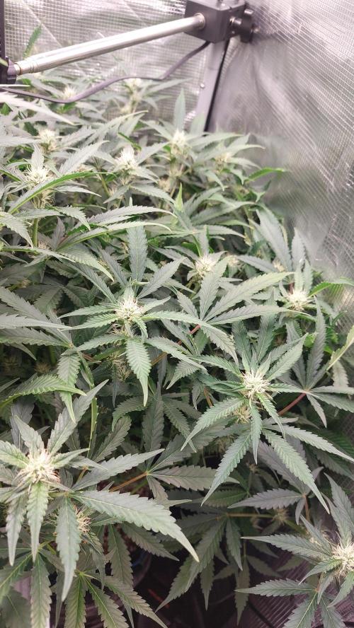 Gorilla Cookies Auto. Week 10