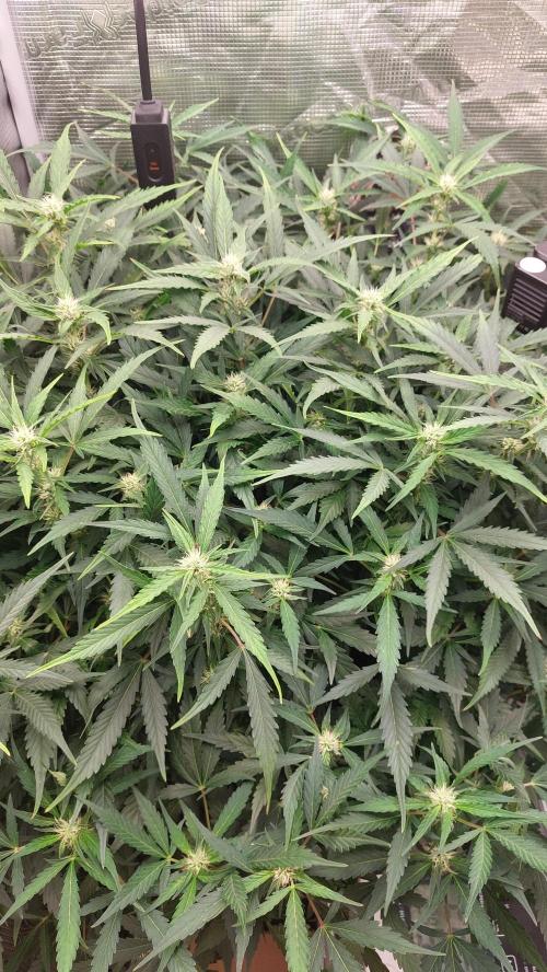 Gorilla Cookies Auto. Week 10