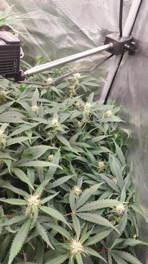 Gorilla Cookies Auto. Week 10