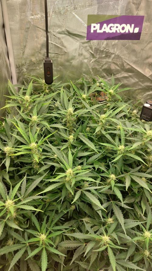 Gorilla Cookies Auto. Week 10