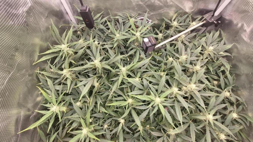 Gorilla Cookies Auto. Week 10