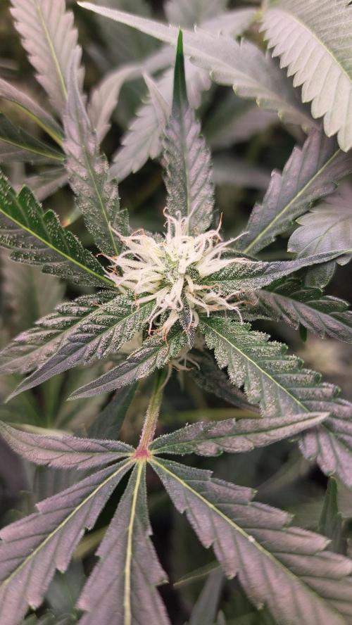 Gorilla Cookies Auto. Week 10