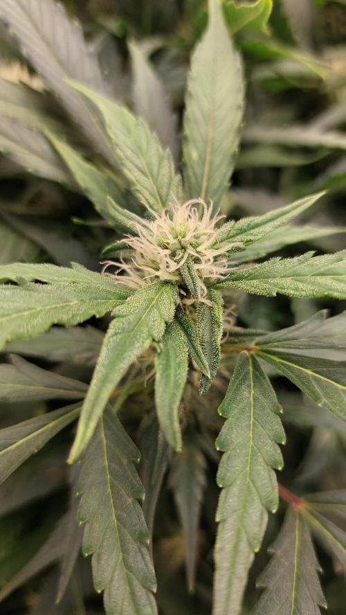 Gorilla Cookies Auto. Week 10