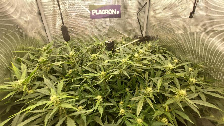 Gorilla Cookies Auto. Week 10