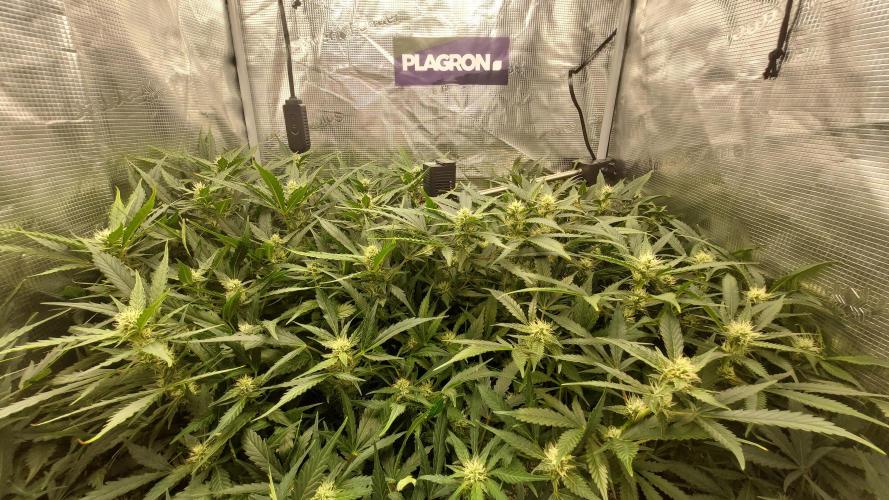 Gorilla Cookies Auto. Week 10