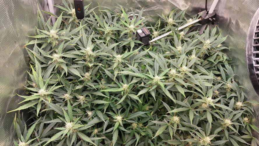 Gorilla Cookies Auto. Week 10