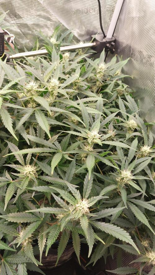 Gorilla Cookies Auto. Week 10