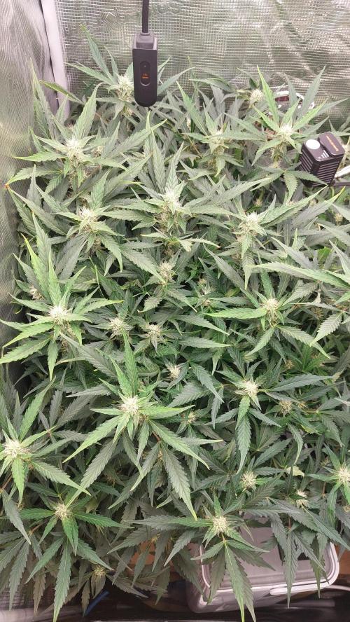 Gorilla Cookies Auto. Week 10