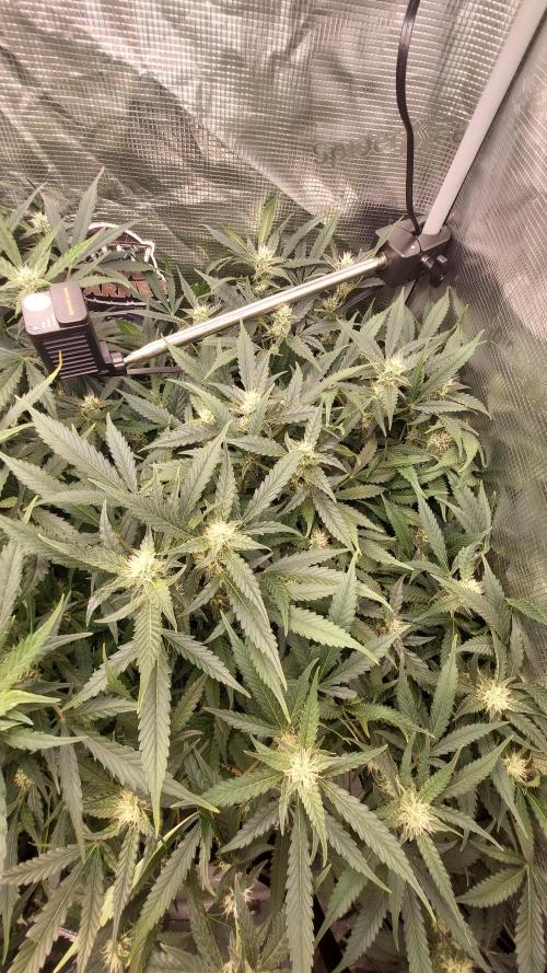 Gorilla Cookies Auto. Week 11