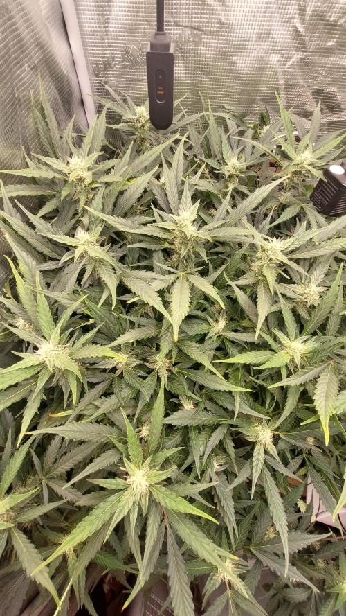 Gorilla Cookies Auto. Week 11