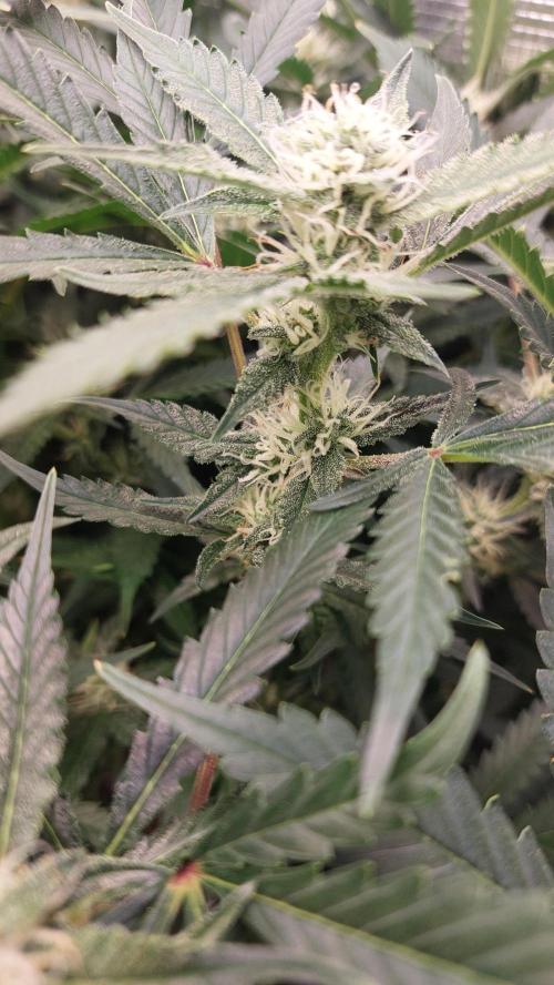 Gorilla Cookies Auto. Week 11