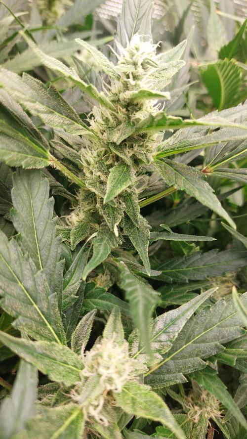 Gorilla Cookies Auto. Week 11