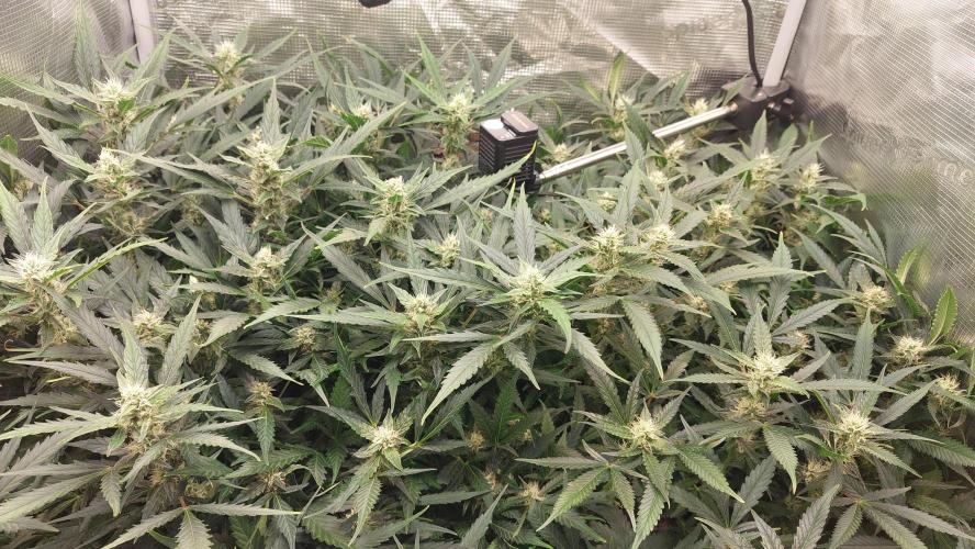 Gorilla Cookies Auto. Week 11