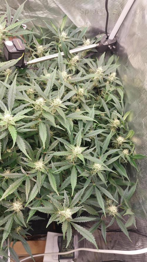 Gorilla Cookies Auto. Week 11