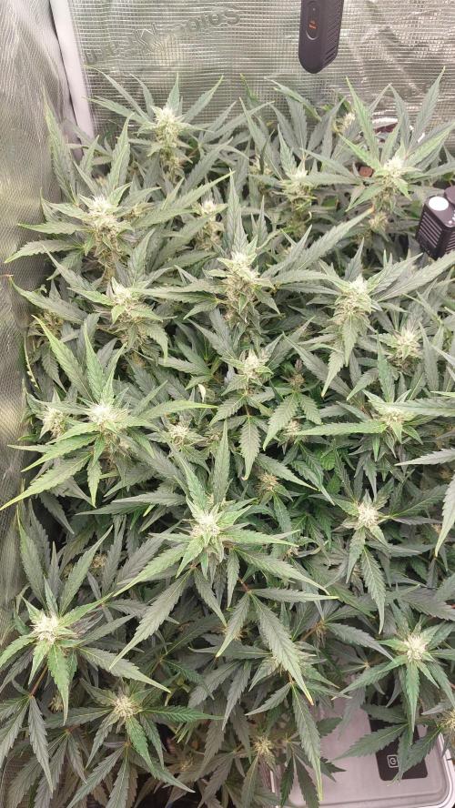 Gorilla Cookies Auto. Week 11