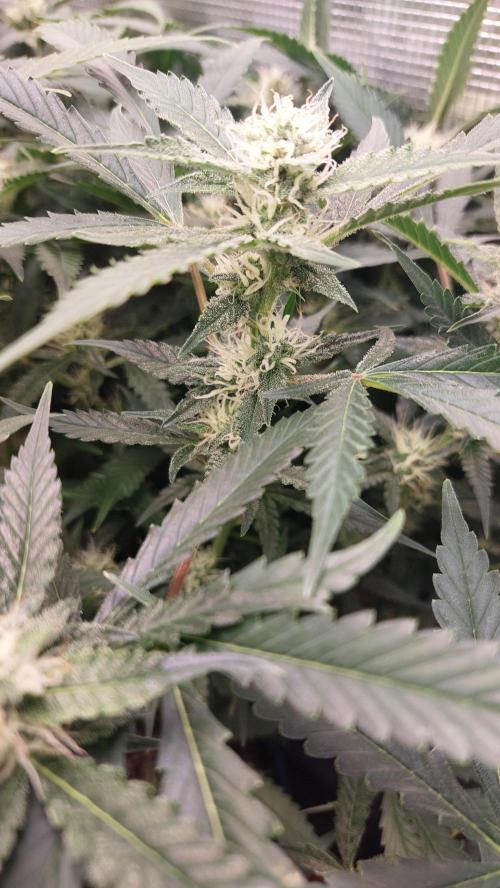 Gorilla Cookies Auto. Week 11