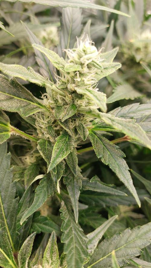 Gorilla Cookies Auto. Week 11