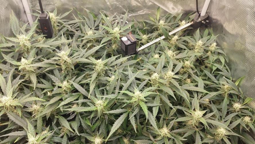 Gorilla Cookies Auto. Week 11