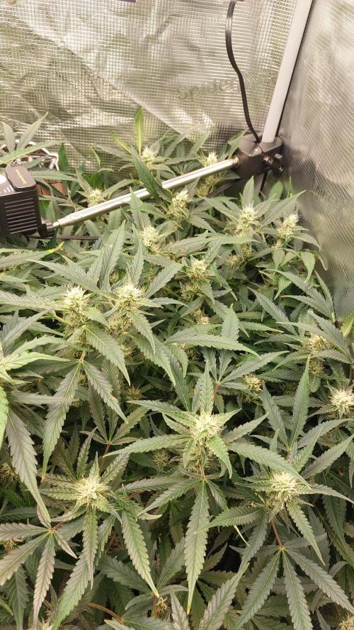 Gorilla Cookies Auto. Week 11