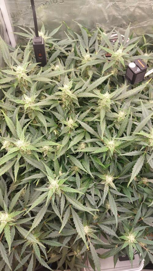 Gorilla Cookies Auto. Week 11