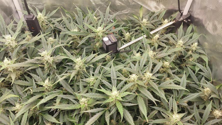 Gorilla Cookies Auto. Week 11