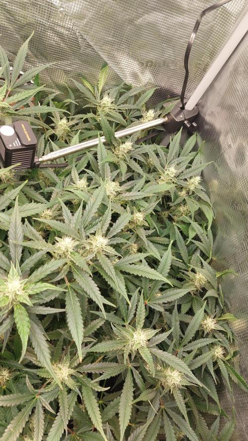 Gorilla Cookies Auto. Week 11